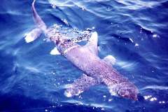 02_220lb_shark_caught_off_Beira_Sept71