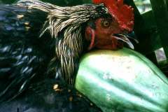 03_Captains_second_live_cockerel_Solomon_IslandsSept1970