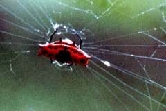 07_red_spider_Gizo_Solomon_Islands_Sept1970