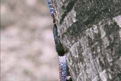 15_lizard_Silversands_Mombasa_Dec1971