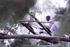 16_monkey_Silversands_Mombasa_Dec1971