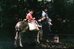 24_donkey_and_Flit_St_Helena_June1970