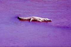 30_crocodile-Tsavo_National_Park_Sept1971