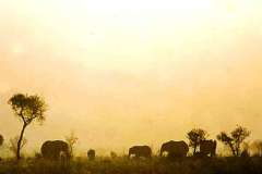 47_elelphant_sunrise_Tsavp_National_Park_Sept1971