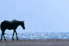 48_Kings_stables_Bahrain_Oct1971