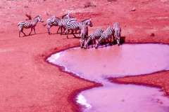 48_xebra_Tsava_National_Park_Sept1971