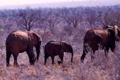 50_elelphants_Tsavo_National_Park_Sept1971