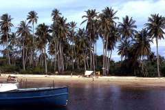 Singapore_banyan__2_1970
